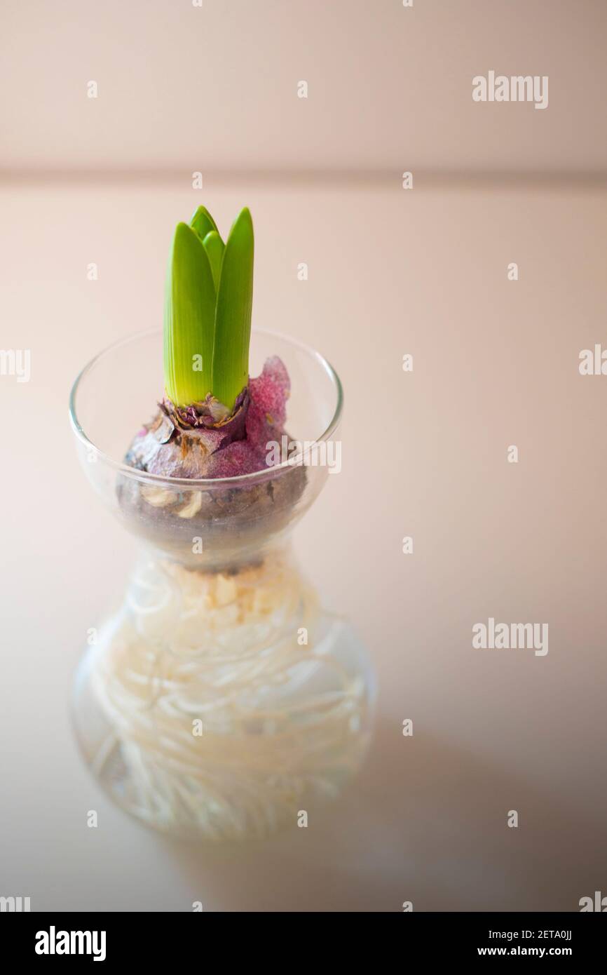 Bulbo di fiori con minuscole foglie verdi che germogliano in un piccolo vaso di vetro riempito d'acqua. Home decor idea, ispirazione naturale. Shot verticale. Foto Stock