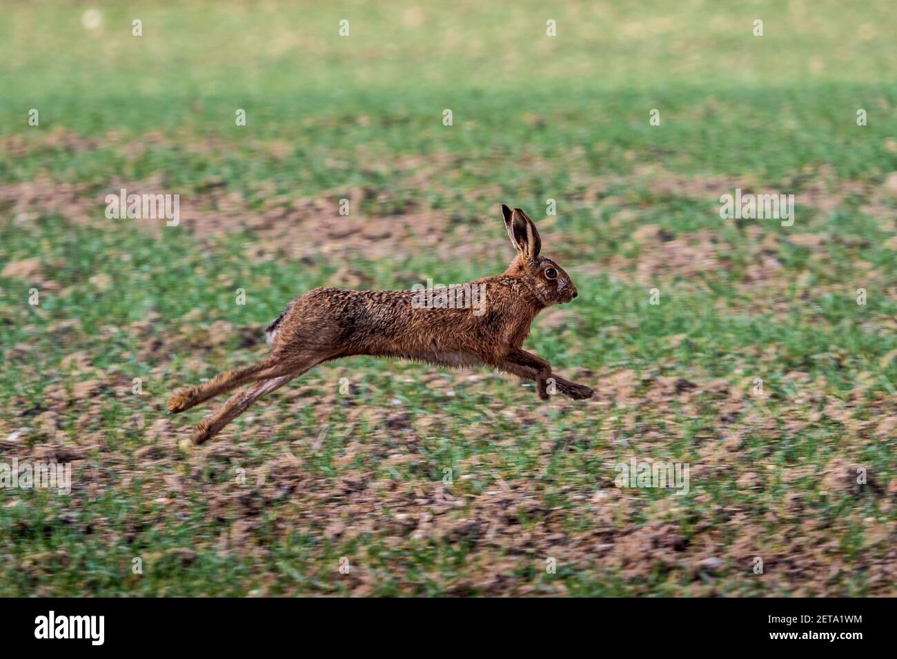 Running Hare - lepre europee che si trovano in un campo di Cambridgeshire nel sud dell'Inghilterra. Lepre marrone in esecuzione. Lepus europaeus. Foto Stock