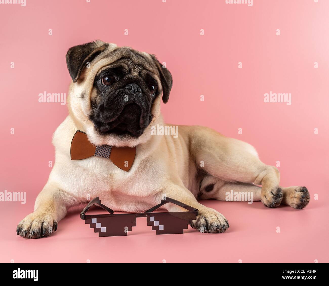Carino cane Pug con occhiali pixel su sfondo rosa Foto stock - Alamy