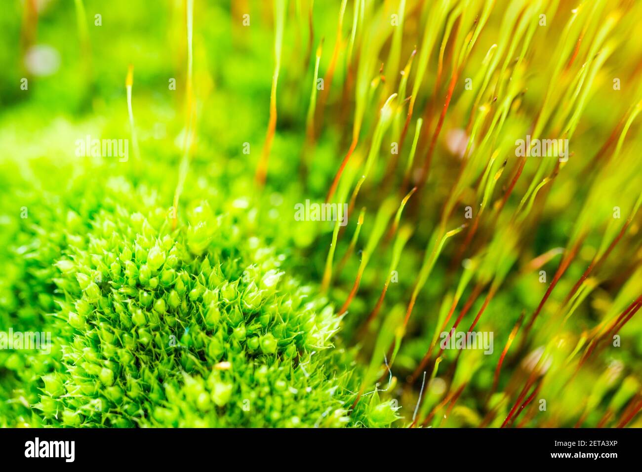 Muro vite-muschio Tortula muralis macro in primavera crescente in balcone pentola, Ungheria, Europa Foto Stock