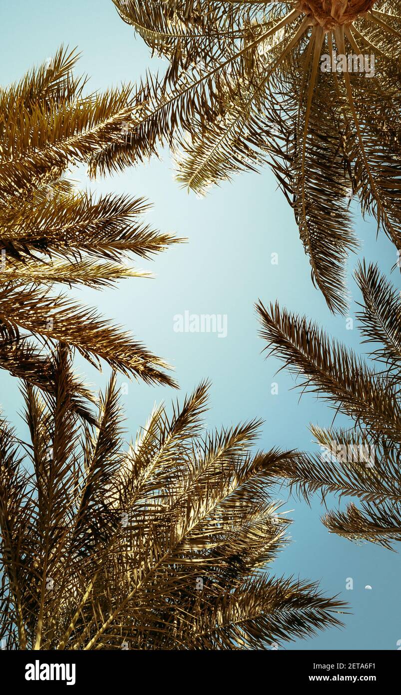 Foglie tropicali incorniciano con rami di palme da cocco sullo sfondo del cielo, vista dal basso verso l'alto. Foto Stock