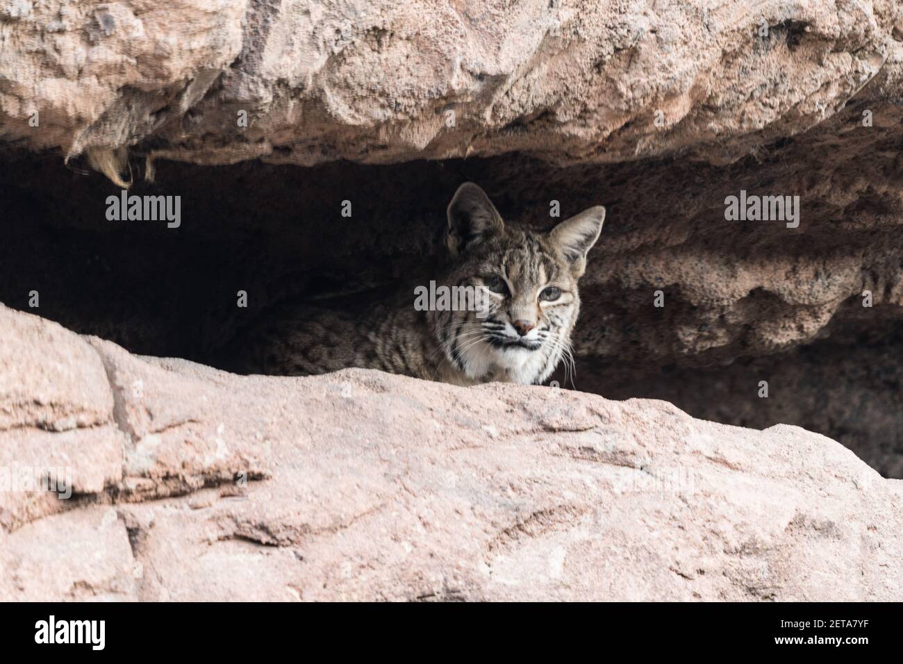 A Bobcat, Lynx rufus, nel museo Arizona Sonoran Desert. Originario degli Stati Uniti, del Canada e del Messico. Foto Stock