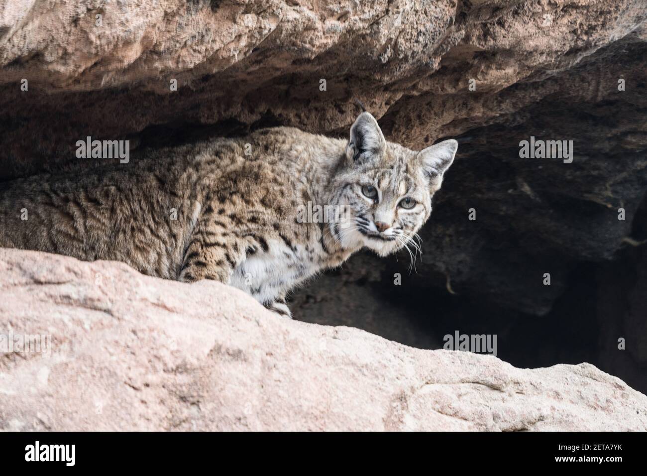 A Bobcat, Lynx rufus, nel museo Arizona Sonoran Desert. Originario degli Stati Uniti, del Canada e del Messico. Foto Stock