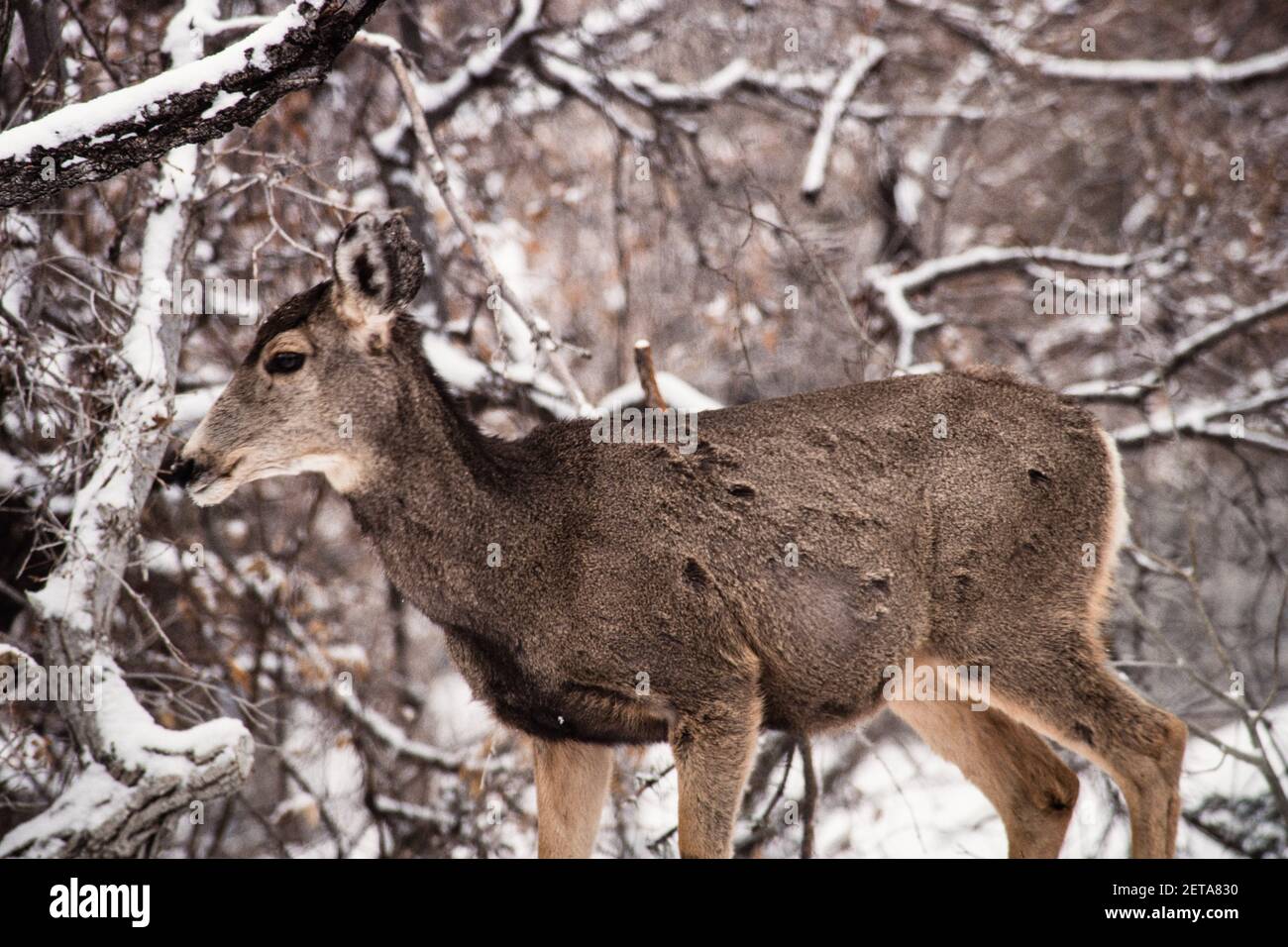 Un cervo mulo delle Montagne Rocciose si è fatto fare una giornata innevata nello Utah settentrionale. Foto Stock