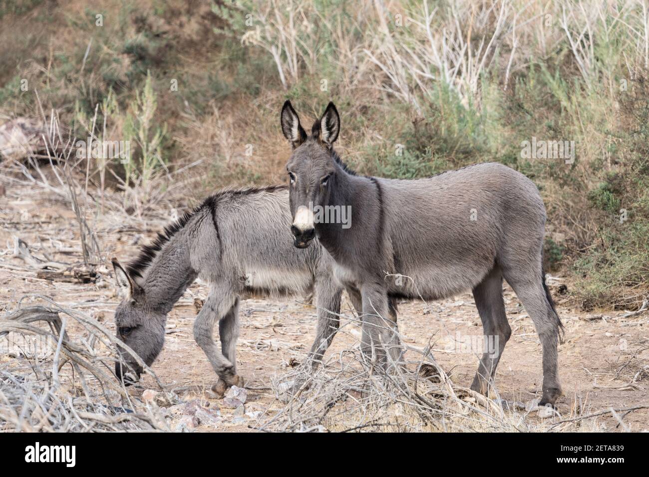 Burros selvatici, Equus africanus asinus, nel canyon del fiume Colorado a nord di Parker, Arizona. Foto Stock
