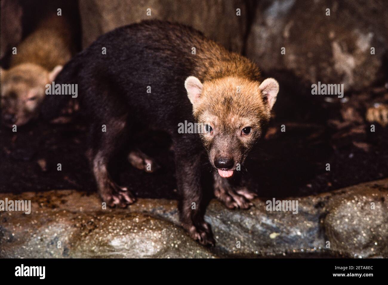 Il raro cane da cespuglio è originario dell'America Centrale e del Sud. Zoo di Francoforte in Germania. Foto Stock