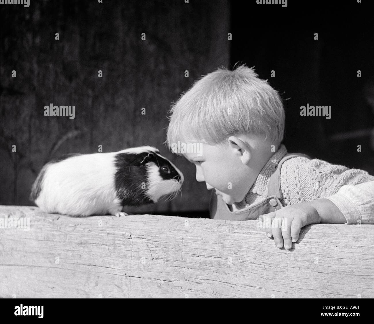 ANNI '50 PICCOLO BIONDO RAGAZZO NASO AL NASO CON UN PET PORCELLINO DI GUINEA DOMESTICA porcellus di cavia - j1231 LUT001 ECCITAZIONE di HARS COMICO FACCIA A FACCIA NASO A NASO CONNESIVA