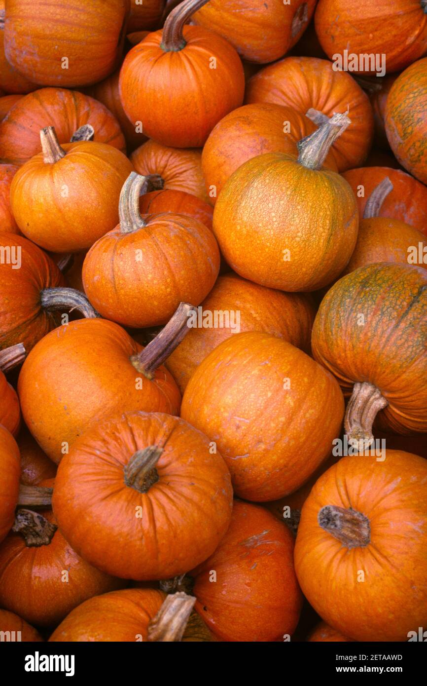 1990 PILA DI ZUCCHE RACCOLTE NEL MODELLO GENERALE - KH10339 LGA001 HARS OTTOBRE 31 AUTUNNALE AUTUNNO FOGLIAME RACCOLTO VECCHIO STILE RAPPRESENTAZIONE Foto Stock