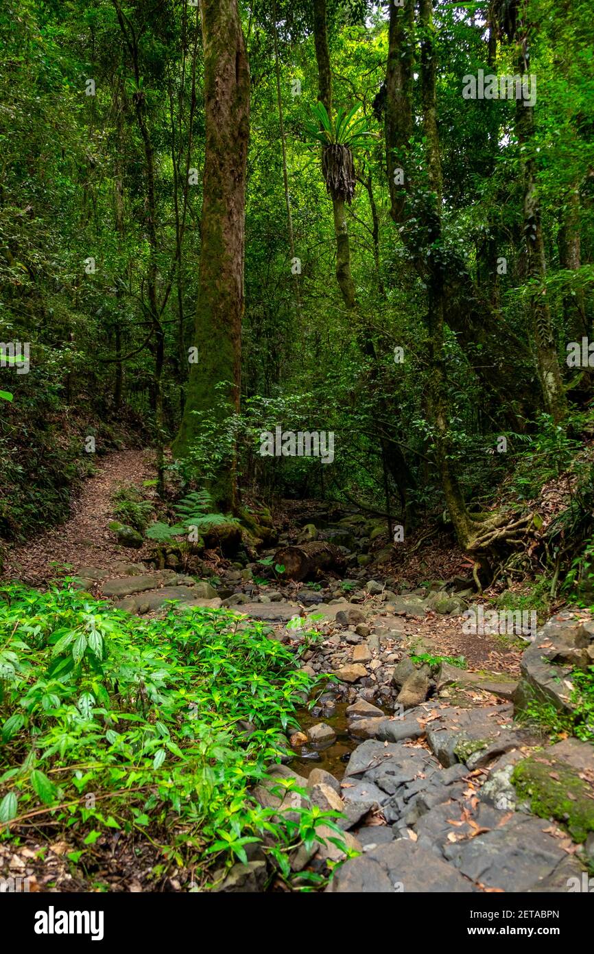 Sentieri tortuosi attraverso la foresta Foto Stock