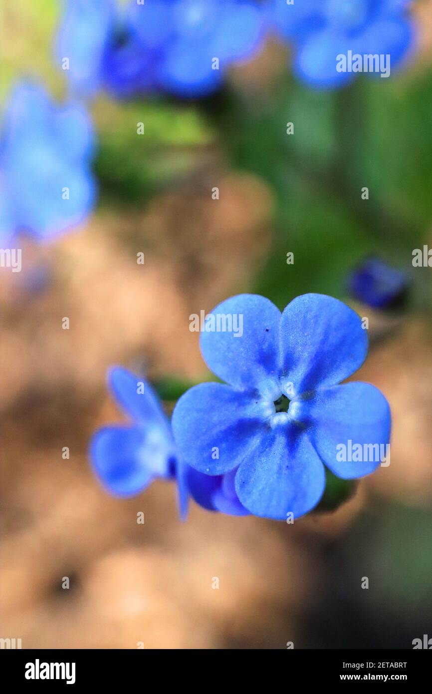 Brunnera macrophylla ‘Oro Verde’ Grande oro senza dimenticare-me-non Oro Verde – spray di fiori blu vivido con petali arrotondati, marzo, Inghilterra, Regno Unito Foto Stock