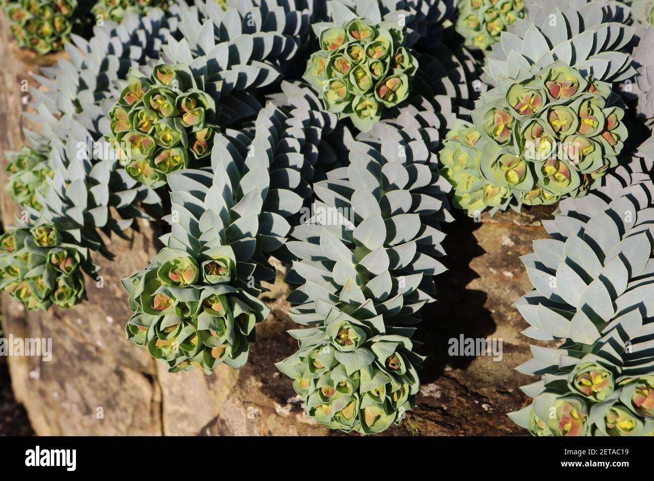 Euphorbia mirsinites Myrtle sprurge – foglie blu verdi disposte a spirale e grappoli di fiori verde lime, marzo, Inghilterra, Regno Unito Foto Stock