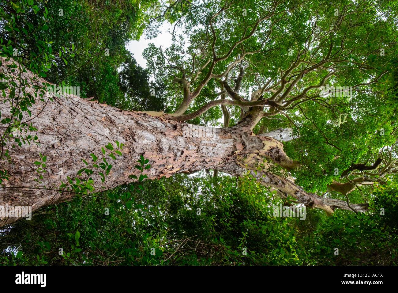 Alberi impressionanti! Foto Stock