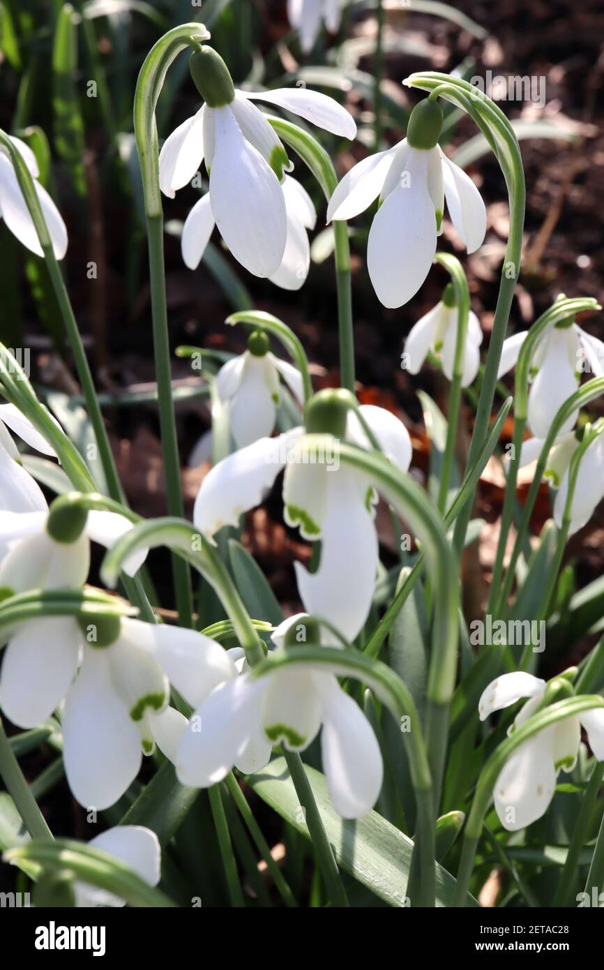 Campanule di fiori bianchi profumati immagini e fotografie stock ad alta  risoluzione - Alamy