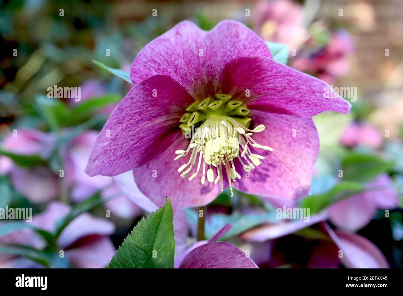 Helleborus x hybridus ‘Pink Lady Spotted Lady Series’ Hellebore Pink Lady Spotted – fiori rosa intenso con tinte verdi chiare, marzo, Inghilterra, Regno Unito Foto Stock