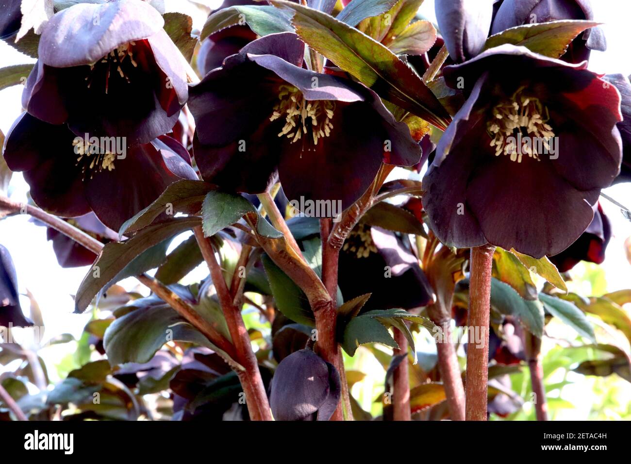 Helleborus x hybridus ‘Harvington Single Black’ Hellebore Single Black – Very Deep porpora fiori neri con foglie di verde intenso, marzo, Inghilterra, Regno Unito Foto Stock