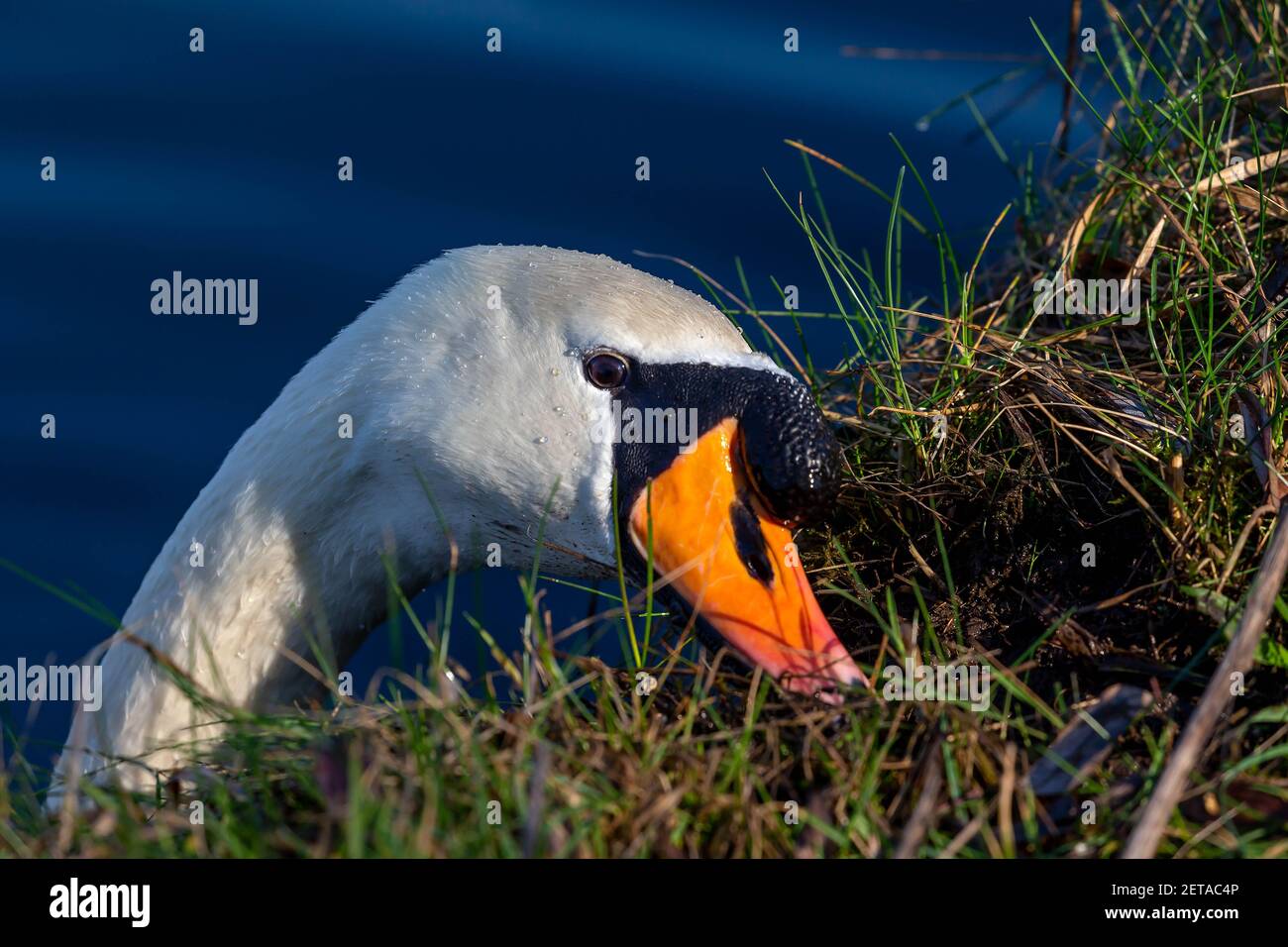 Solitario muto cigno si nutre di muschio preso dalla riva del canale di St Helen a Warrington, Cheshire Foto Stock