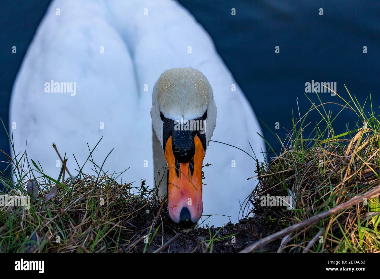 Solitario muto cigno si nutre di muschio preso dalla riva del canale di St Helen a Warrington, Cheshire Foto Stock