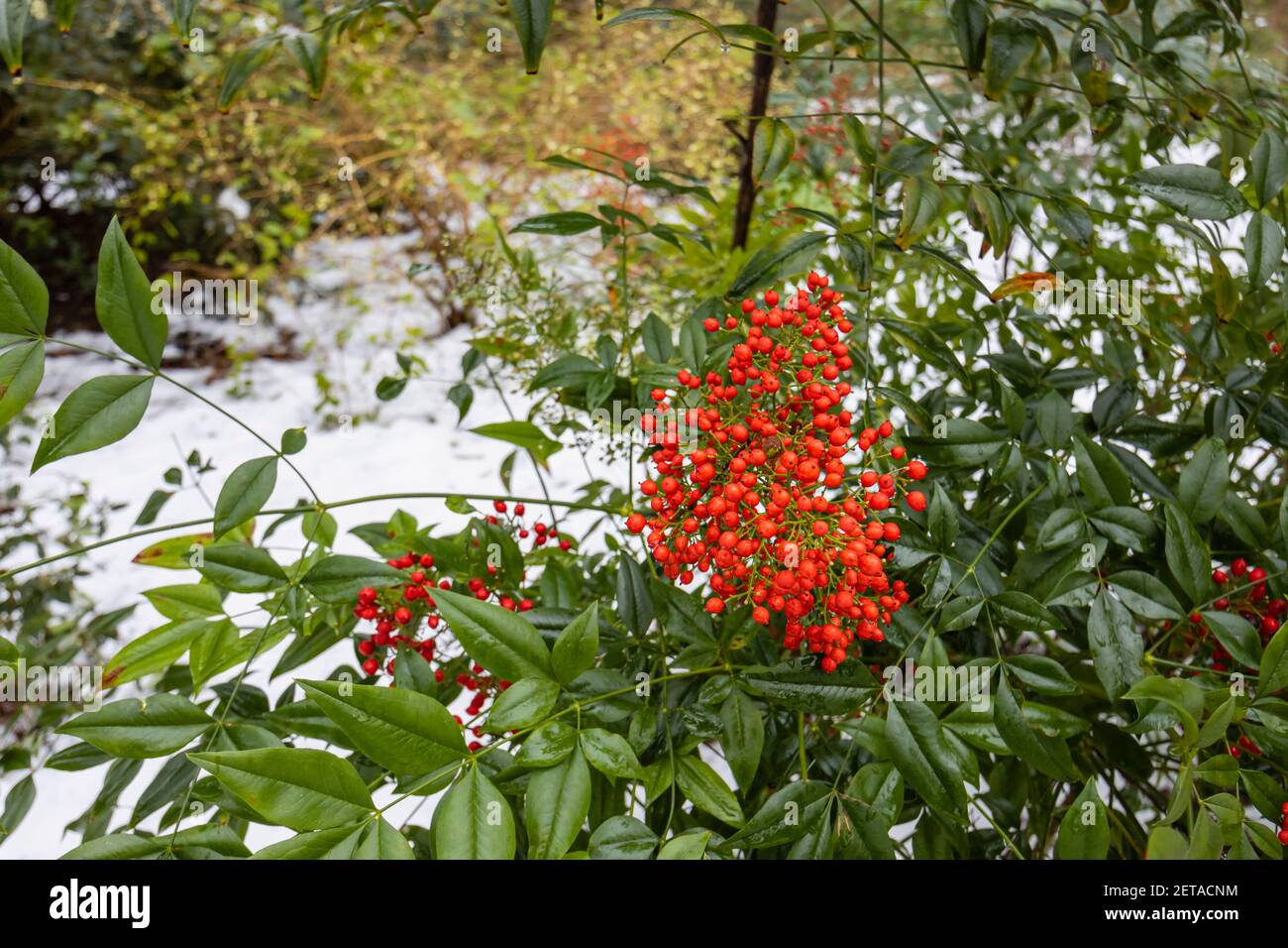 Bacche rosso brillante di arbusto ornamentale sempreverde Nandina domestica (bambù celeste) in RHS Garden, Wisley, Surrey, Inghilterra sud-orientale, in inverno Foto Stock