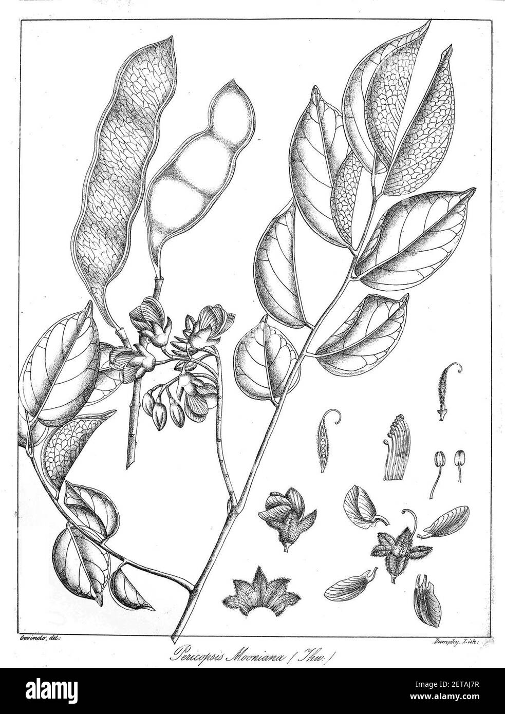 Pericopsis mooniana Govindoo. Foto Stock