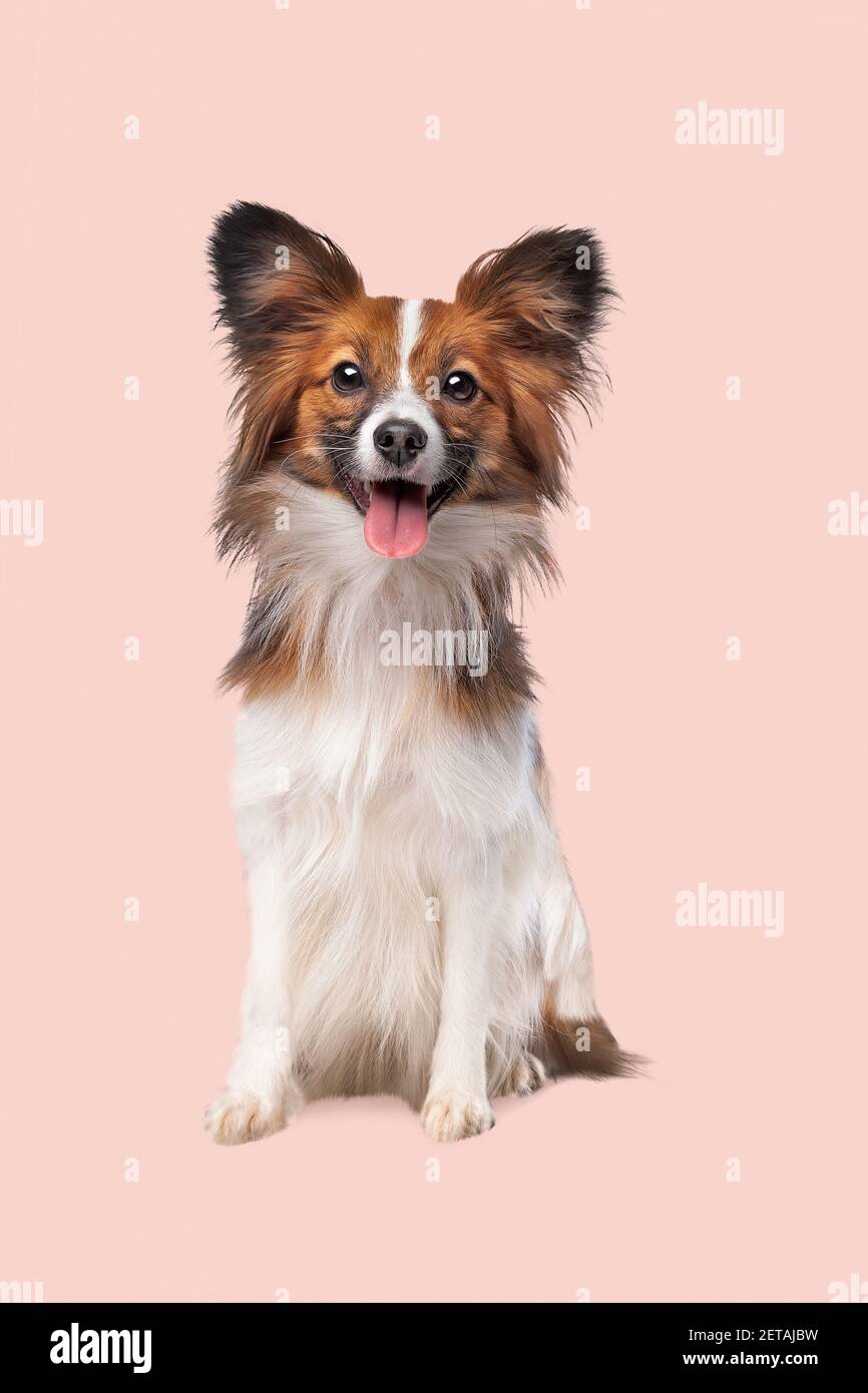 papillon o Butterfly Dog di fronte a un rosa tenue sfondo Foto Stock