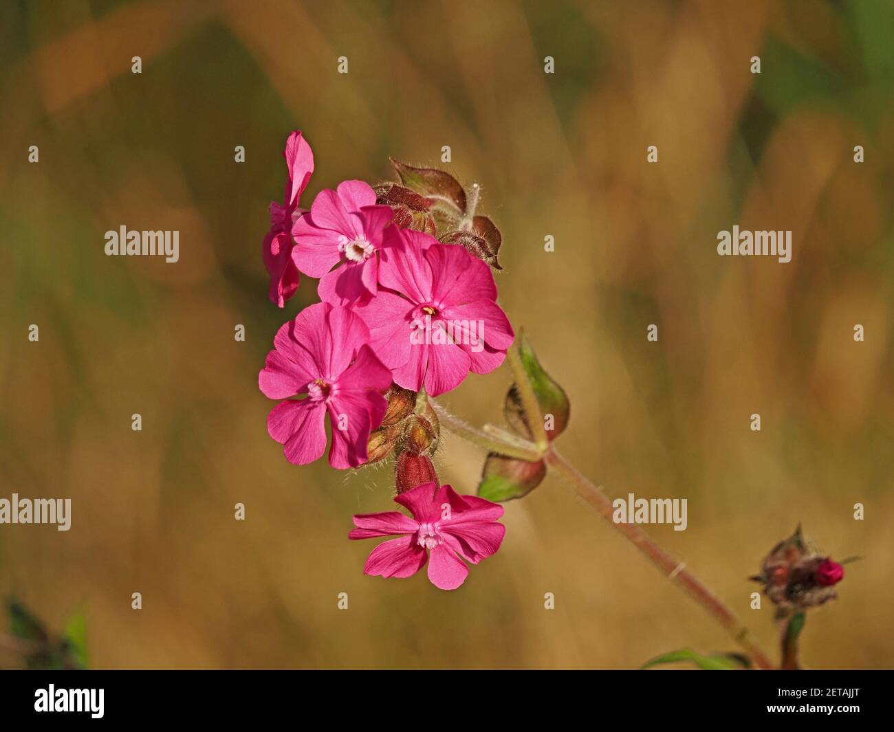 Colpisce fiori rosa brillante di Red Campion Plant (Silene dioica) che crescono selvaggi nel Nord Yorkshire, Inghilterra, Regno Unito Foto Stock
