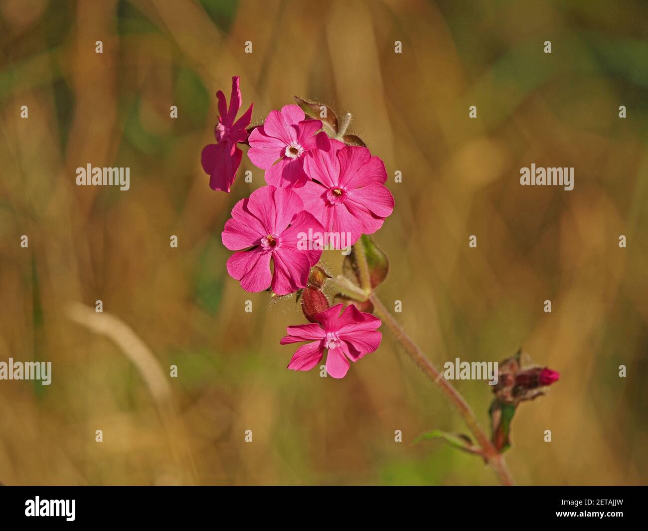 Colpisce fiori rosa brillante di Red Campion Plant (Silene dioica) che crescono selvaggi nel Nord Yorkshire, Inghilterra, Regno Unito Foto Stock
