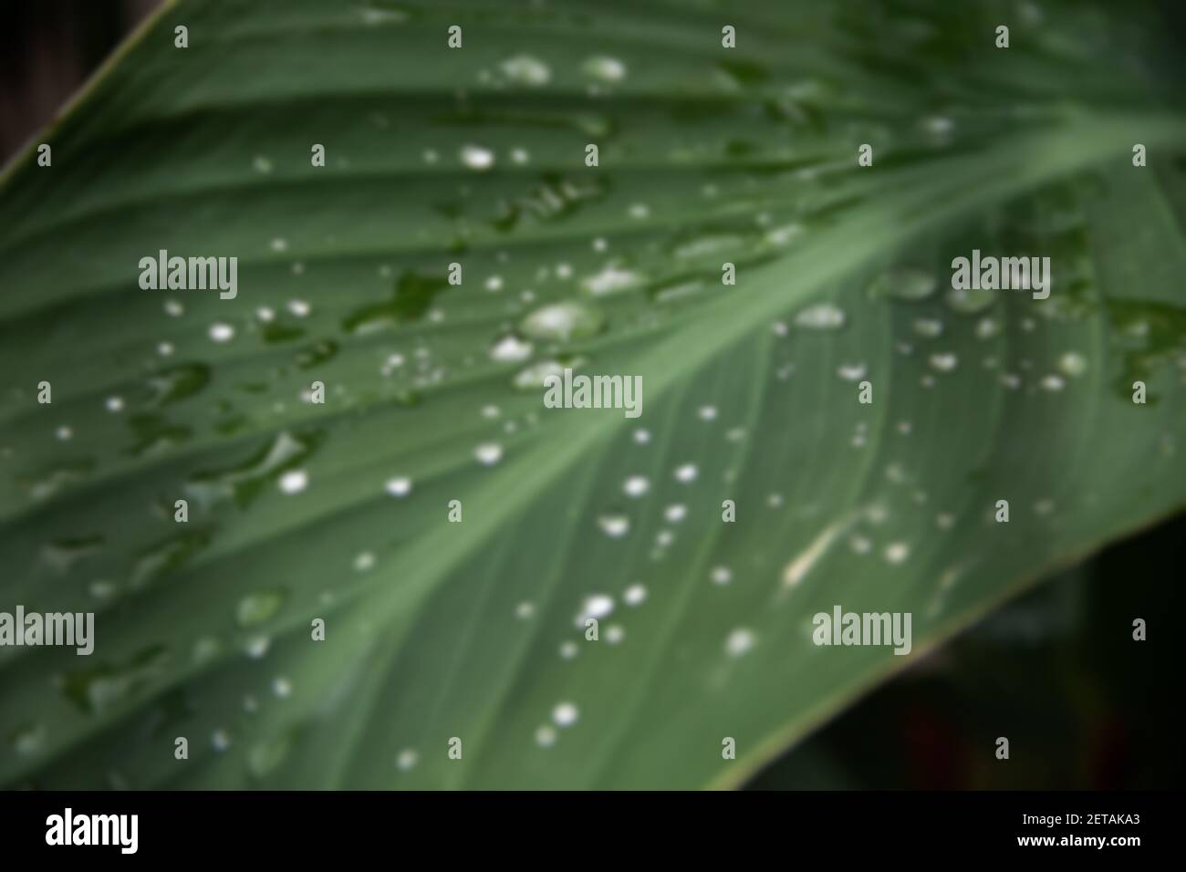 Acqua piovana trasparente sfocata su una foglia verde di una pianta di canna. Primo piano foto. Dopo pioggia intensa, fiori e foglie acquisiscono la loro bellezza naturale. Foto Stock