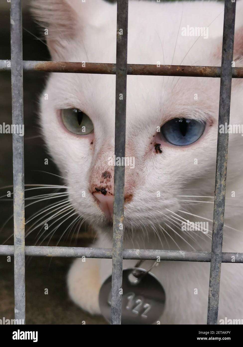 Un colpo verticale di un gatto bianco di colore diverso occhi dietro una gabbia Foto Stock