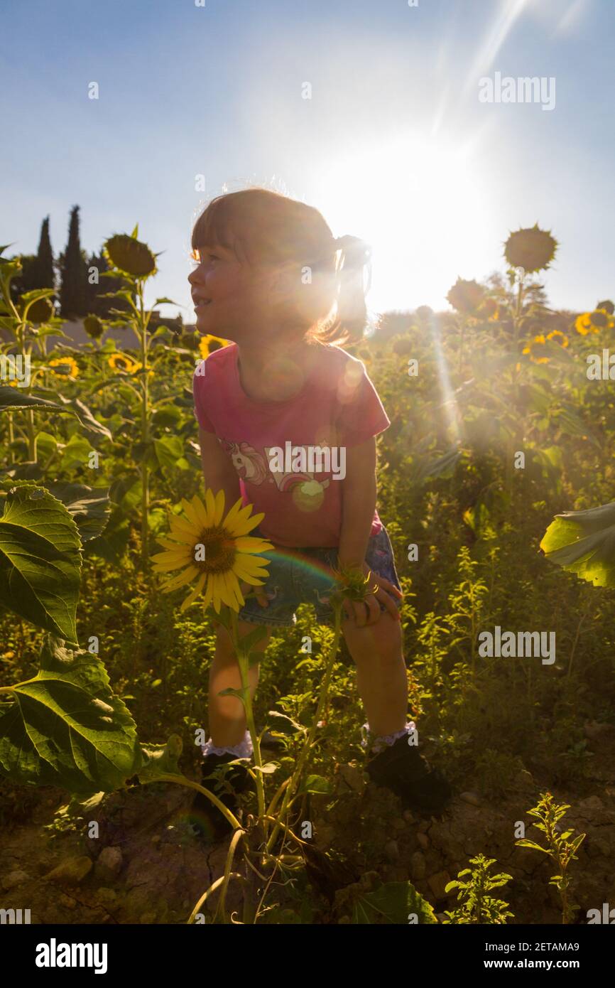 Una bambina carina in una t-shirt rosa e shorts in piedi in un campo di girasoli e sorridendo al tramonto contro il cielo Foto Stock