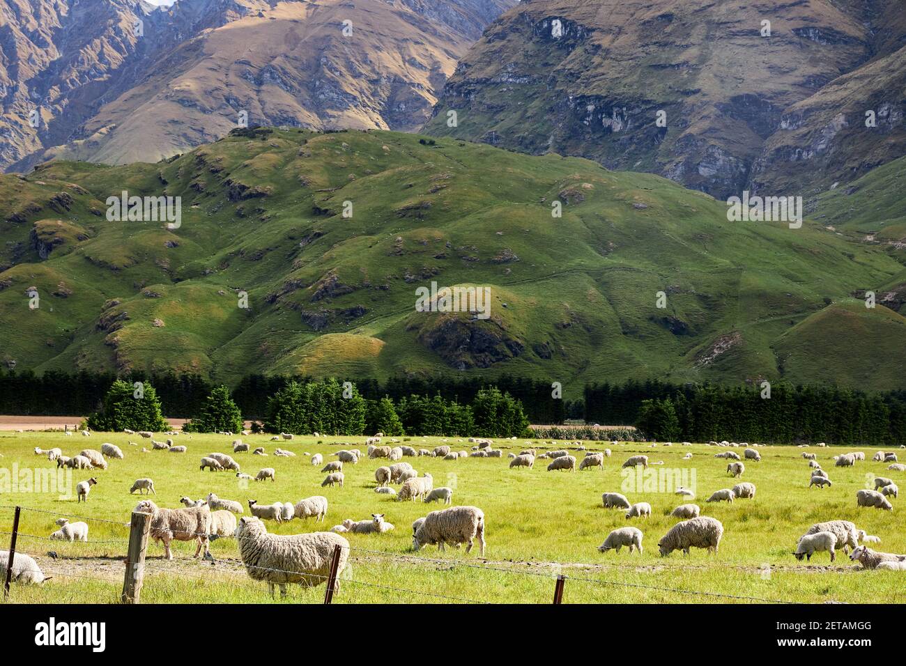 Allevamento ovino nel Mt aspiranti National Park, Otago, Nuova Zelanda Foto Stock