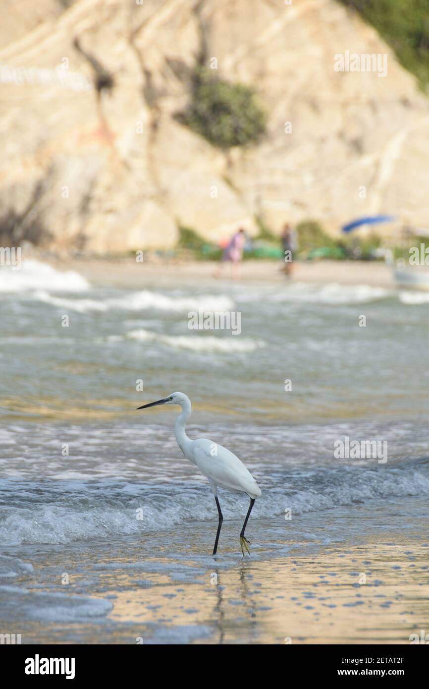 Il grande Egret orientale (o Heron) che guado in acqua alla spiaggia di Hua Hin, Tailandia. Foto Stock