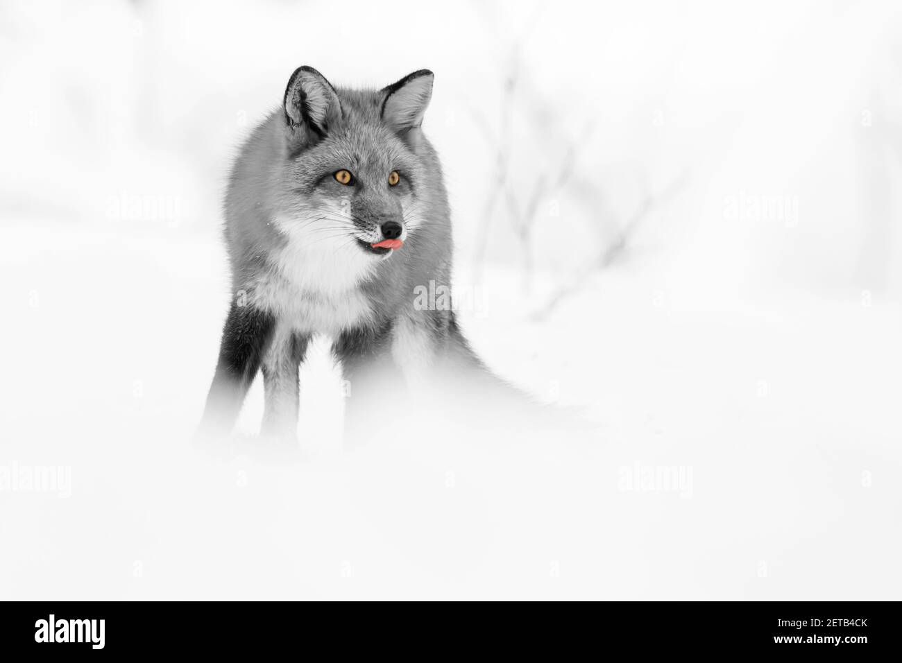 Red Fox in inverno Foto Stock