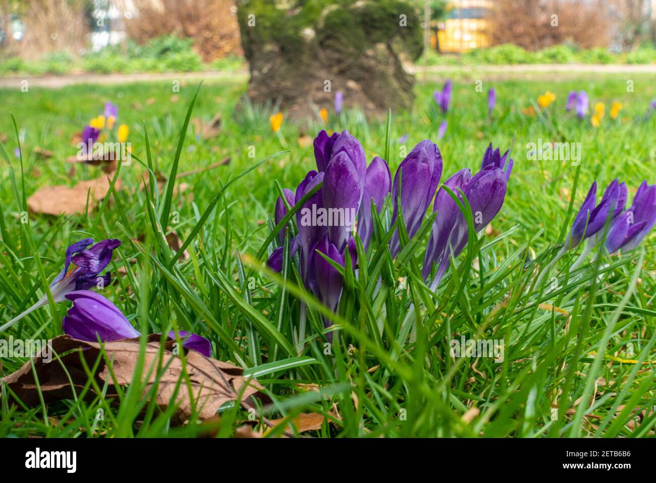 Fiori di crocus viola, un segno di primavera, che cresce attraverso l'erba in un parco. Foto Stock