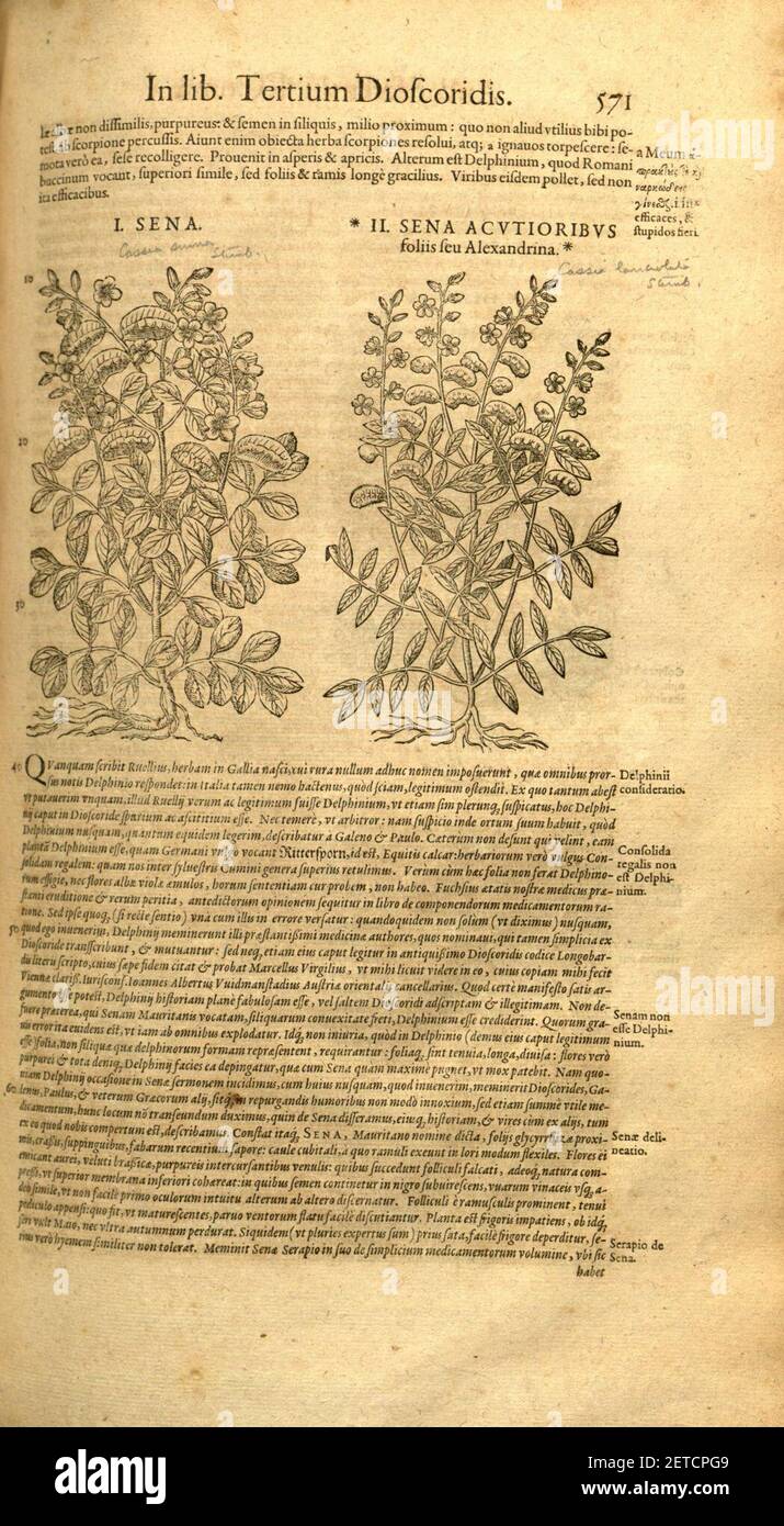 Petri Andreae Matthioli ... Opera quae extant omnia, hoc est, commentarii in VI. Libros Pedacii Dioscoridis Anazarbei De medica materia (pagina 571) Foto Stock
