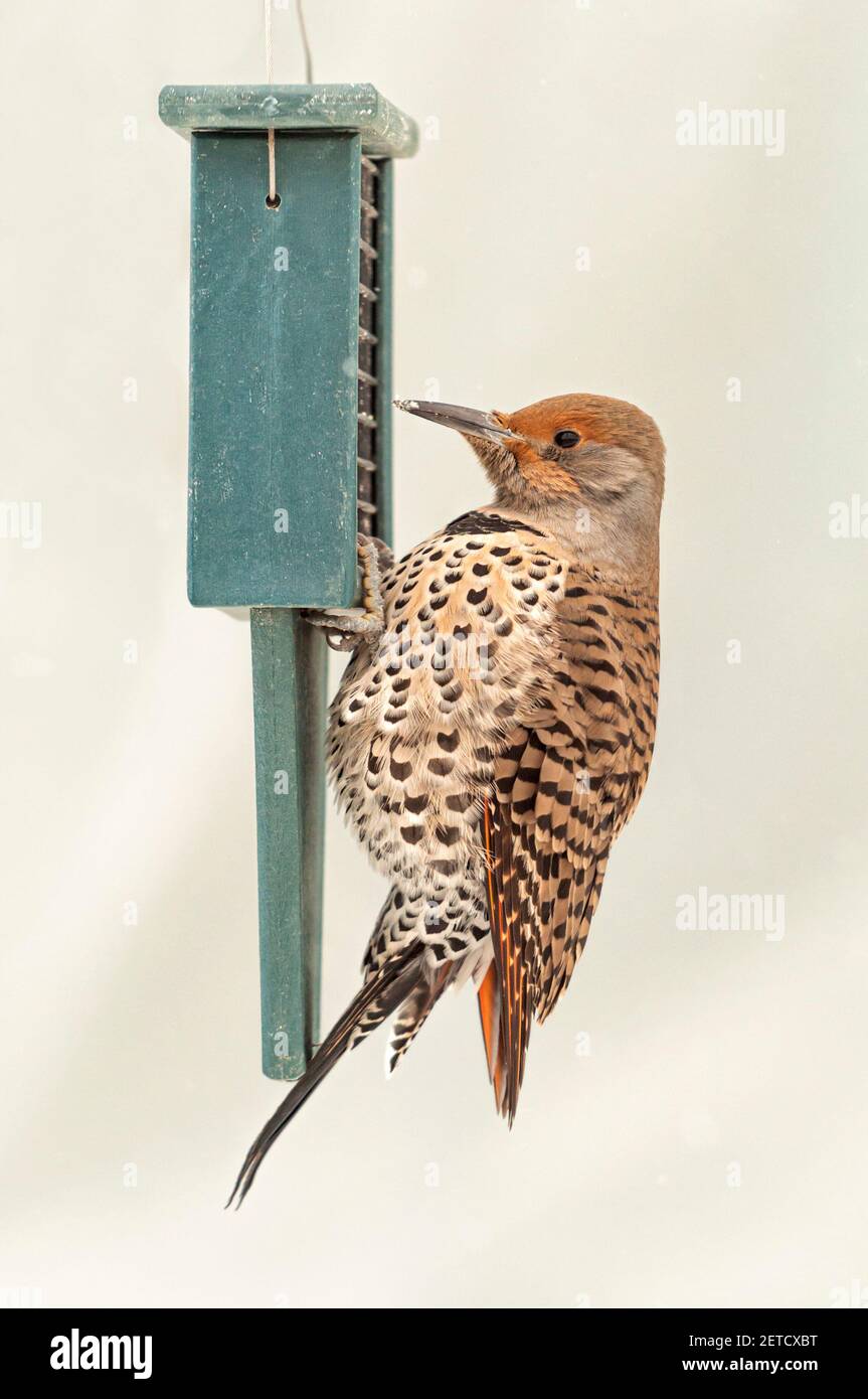 Un flicker settentrionale / flicker comune / picchio di legno, che si alimenta su un alimentatore di uccelli sueti. Foto Stock