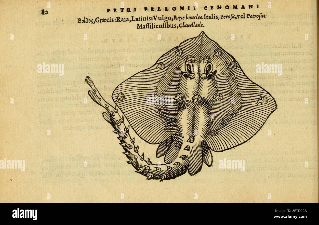 Petri Bellonii Cenomani De aquatilibus (pagina 80, Fig. 38) Foto Stock