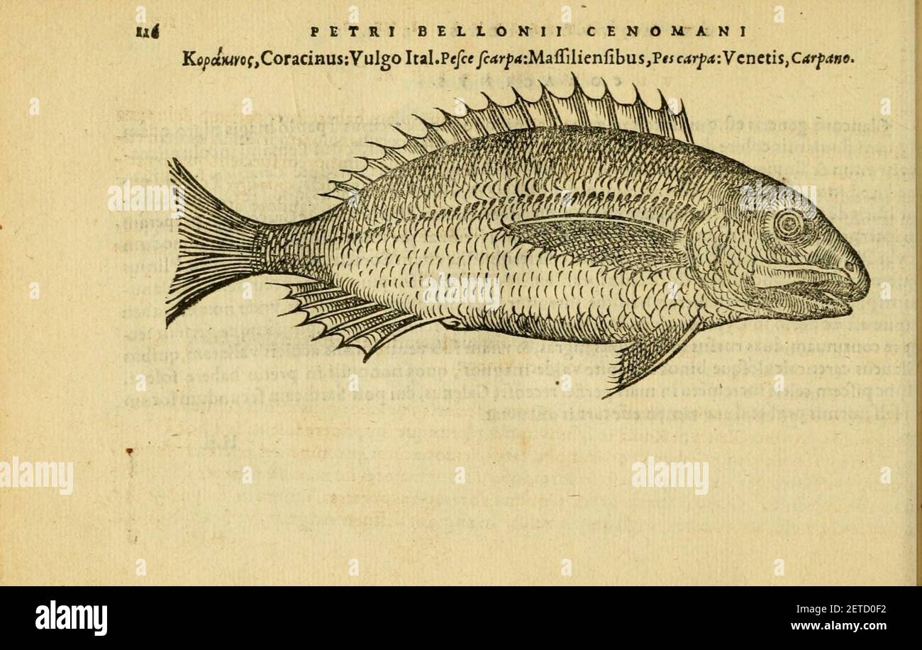 Petri Bellonii Cenomani De aquatilibus (pagina 116, Fig. 53) Foto Stock