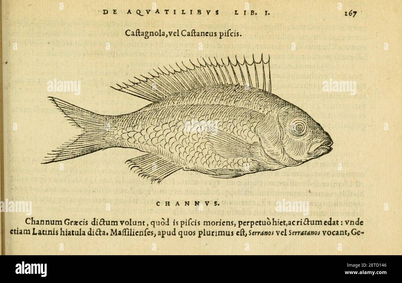 Petri Bellonii Cenomani De aquatilibus (pagina 267, Fig. 116) Foto Stock