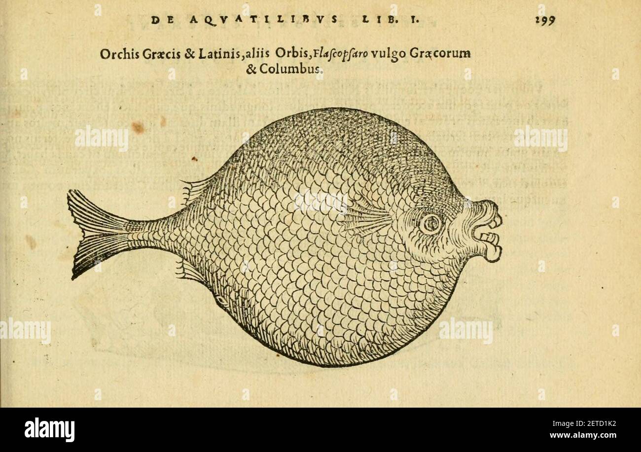 Petri Bellonii Cenomani De aquatilibus (pagina 299, Fig. 128) Foto Stock