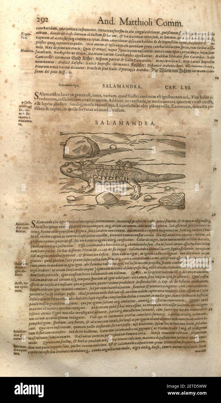 Petri Mattioli ... Opera quae extant òmnia, hoc est, commentarii in VI. Libros Pedacii Dioscoridis Anazarbei De medica materia (pagina 292) Foto Stock