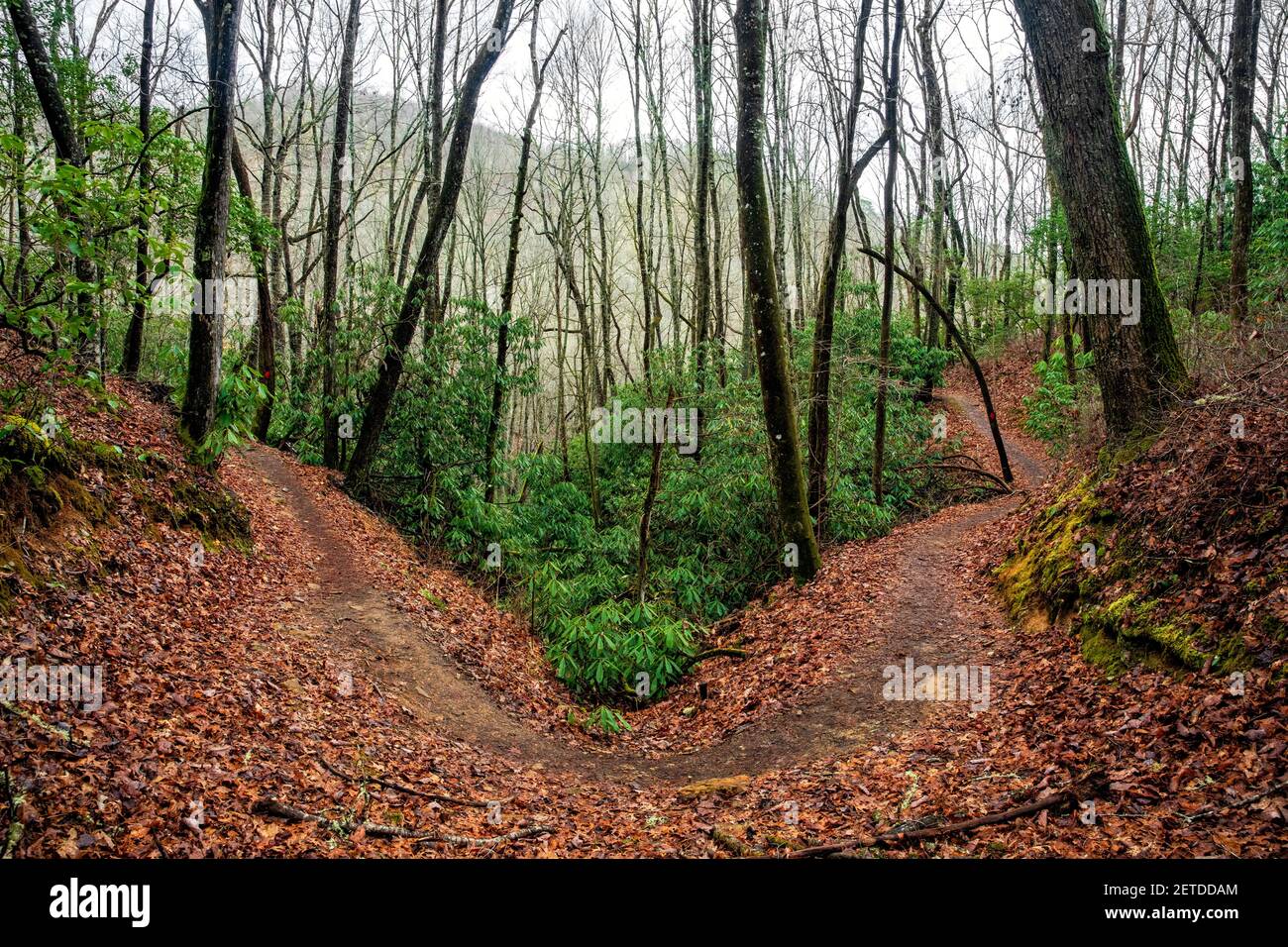 Sentiero per escursioni a piedi e in bicicletta (Brushy Creek Trail) nella riserva di Bracken, vicino alla Pisgah National Forest - Brevard, Carolina del Nord, Stati Uniti Foto Stock