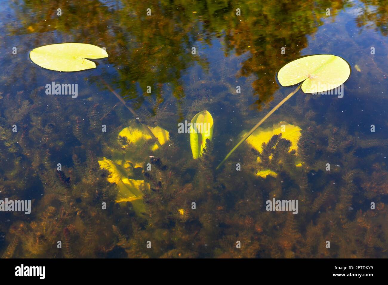 Piante subacquee con giglio d'acqua . Guardando attraverso l'acqua paludata trasparente Foto Stock