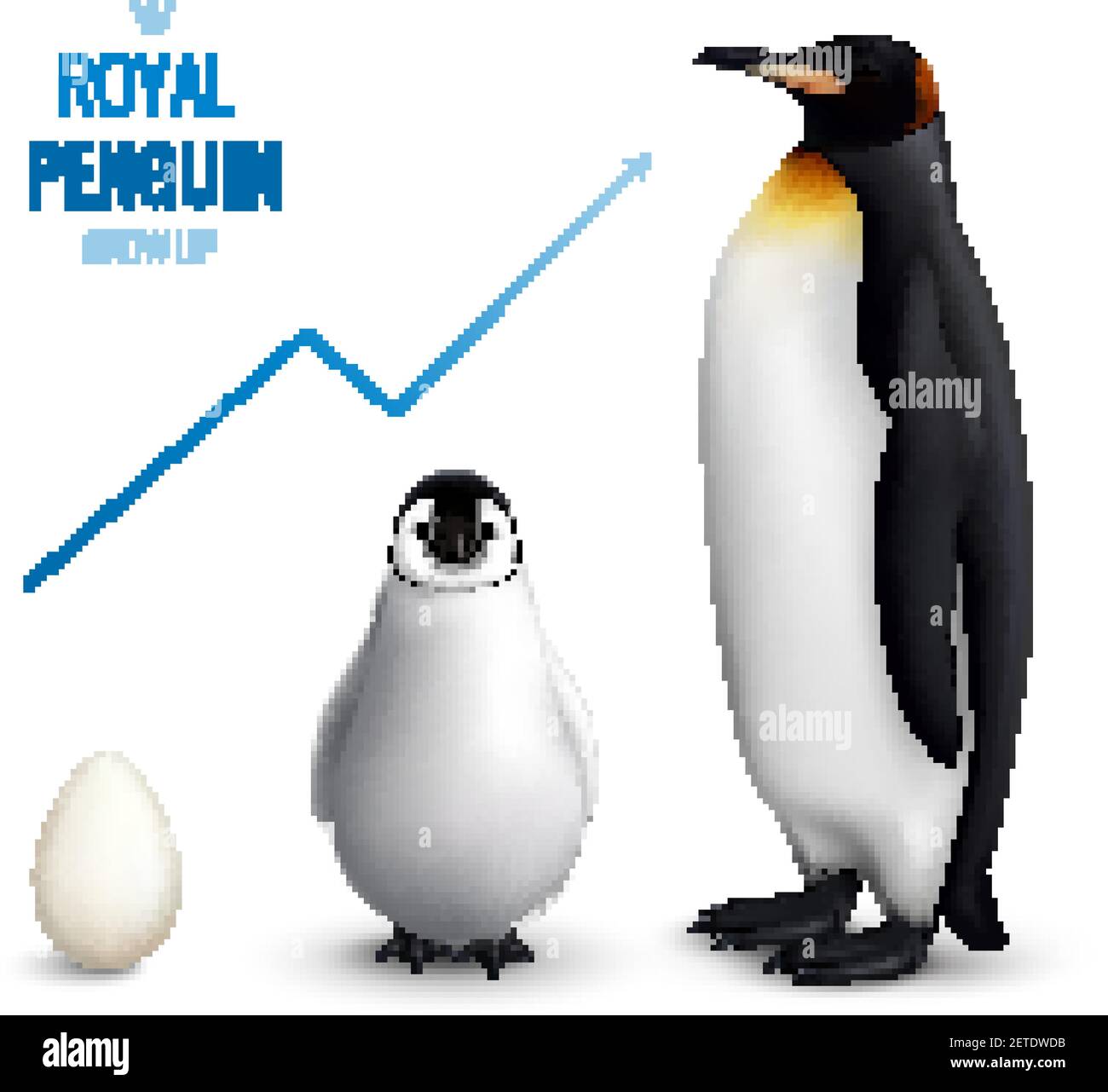 Poster reale del ciclo di vita dei pinguini con pulcino all'uovo adulto e che indicano la crescita verso l'alto freccia vettore illustrazione Illustrazione Vettoriale