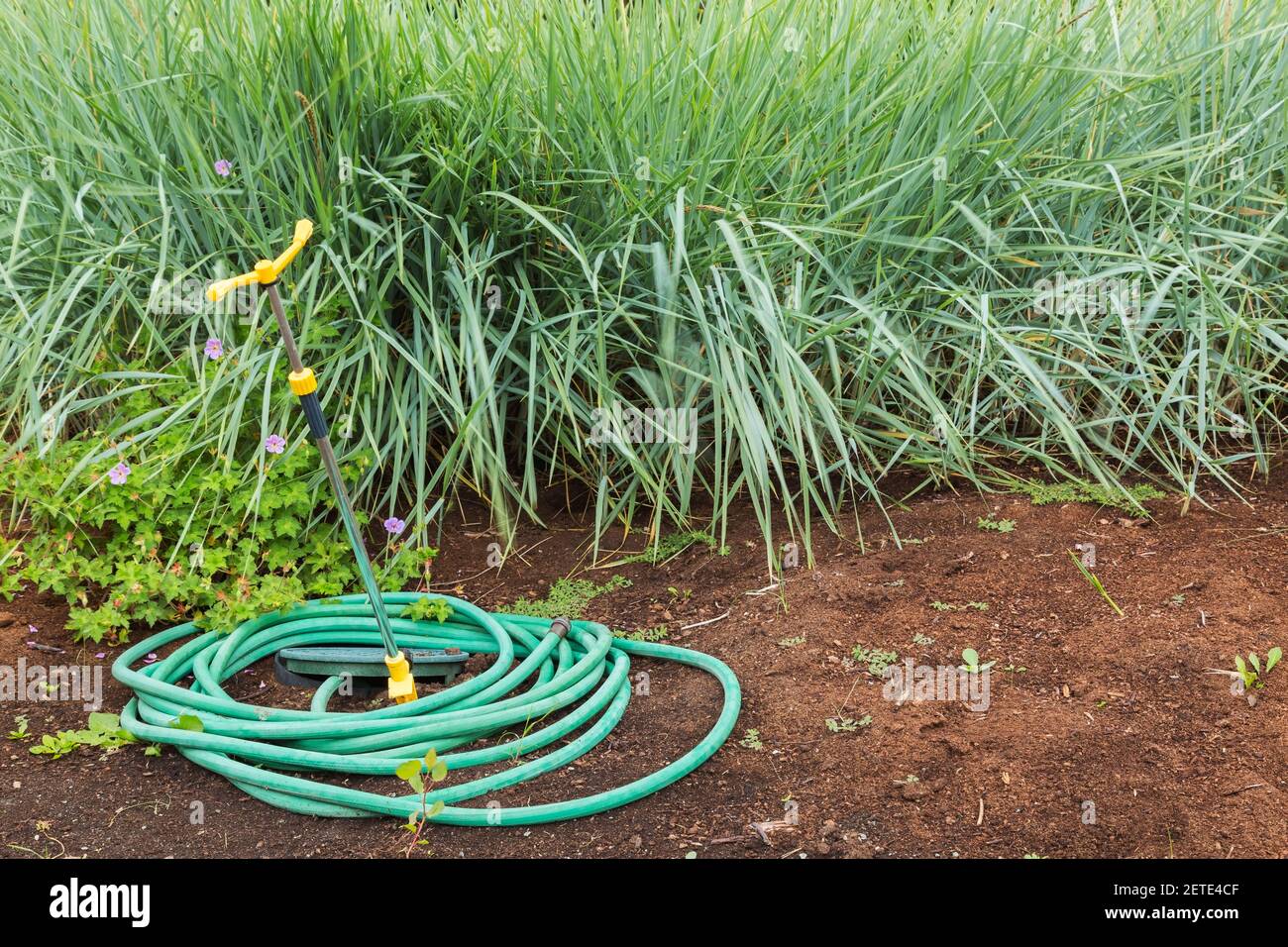Tubo di irrigazione in gomma verde a spirale con punta dell'irrigatore rotante Vicino al confine del Miscanto - Ornamental Grass e perenne piante Foto Stock