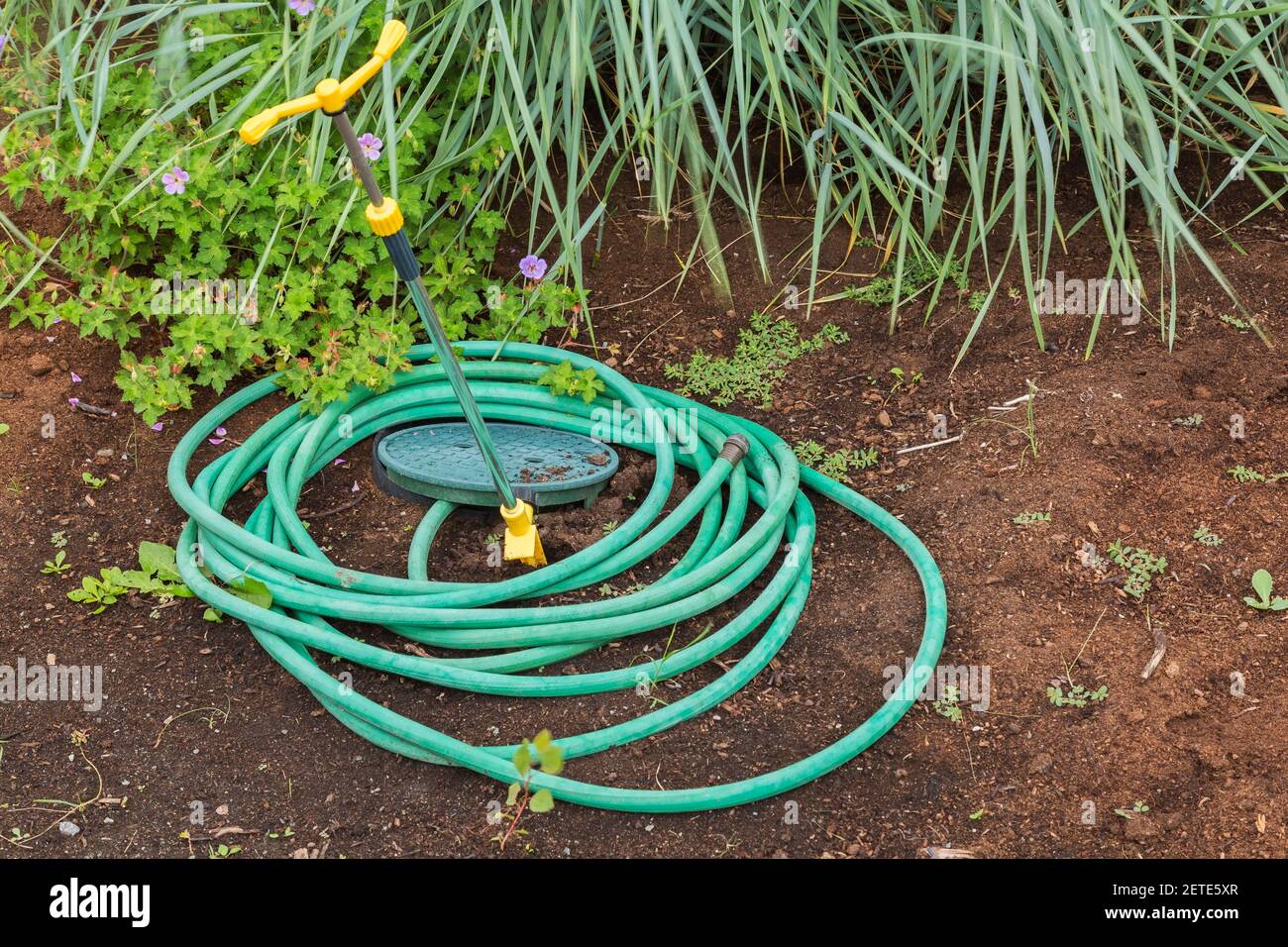 Tubo di irrigazione in gomma verde a spirale con punta dell'irrigatore rotante Vicino al confine del Miscanto - Ornamental Grass e perenne piante Foto Stock
