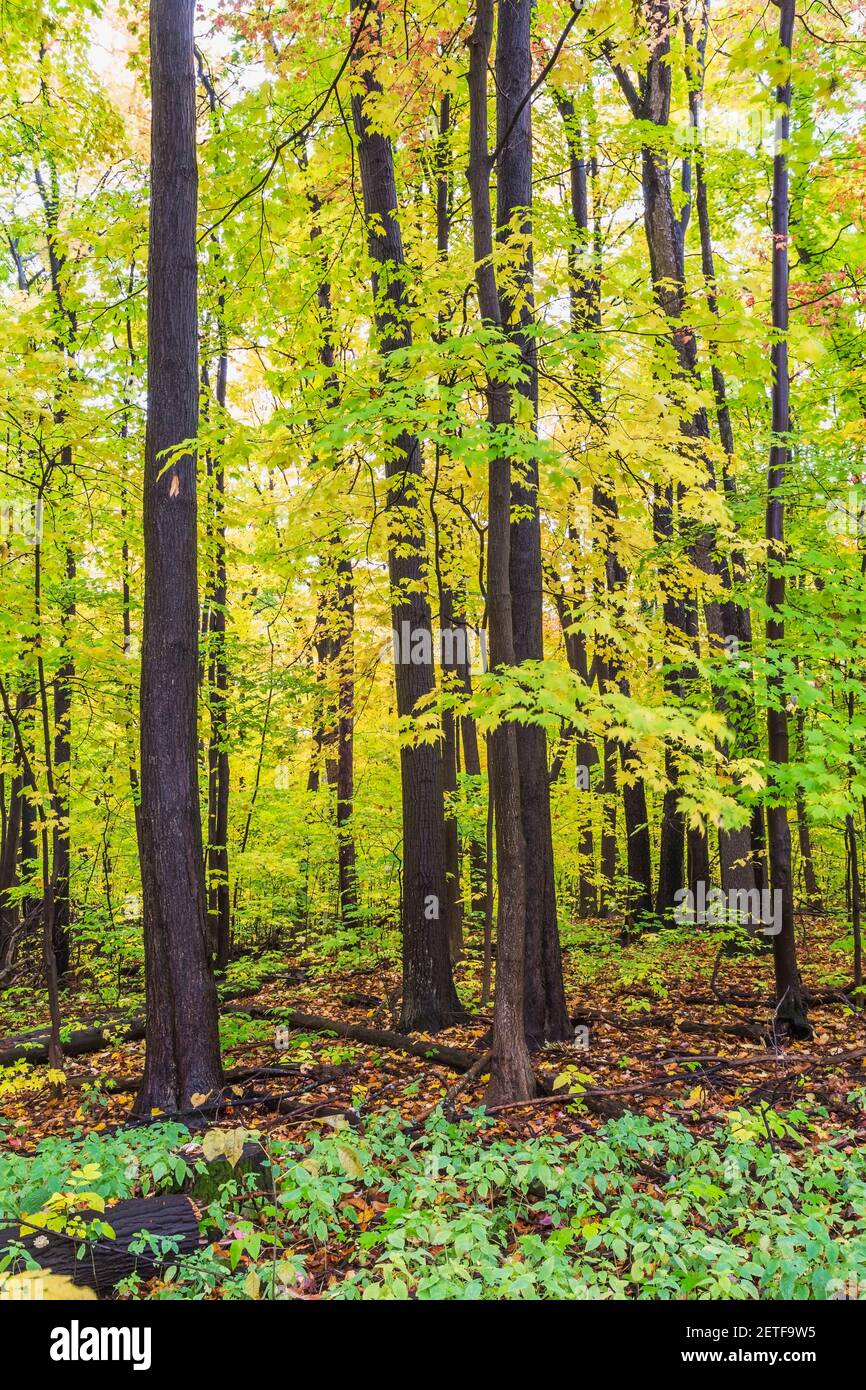 Terreno perenne che copre piante e Acer - acero in foresta in autunno Foto Stock