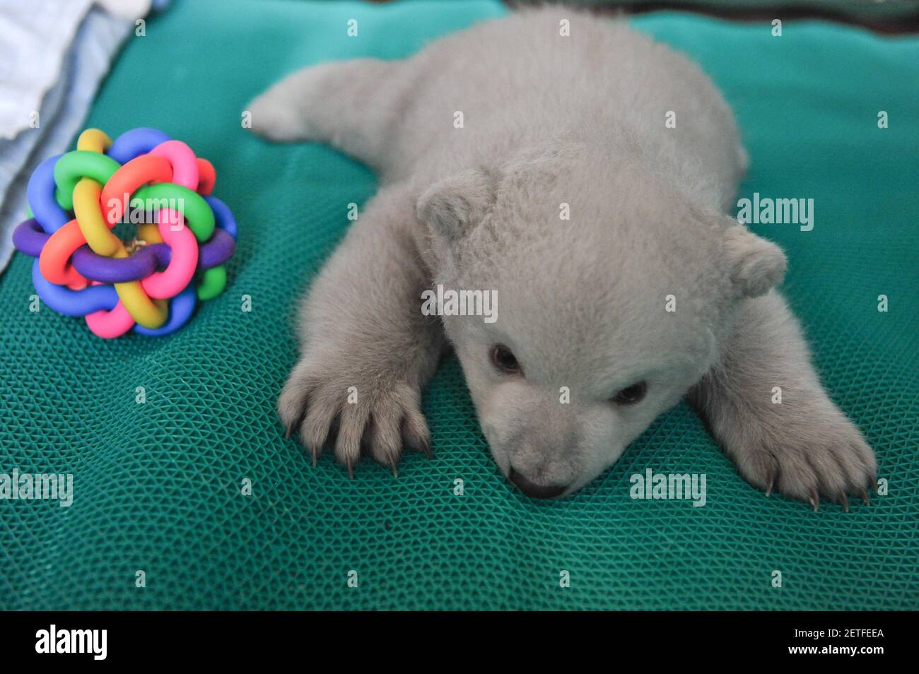 170218) -- YANTAI, 18 febbraio 2017 (Xinhua) -- il cucciolo di orso polare  'Yilina' suona nell'Acquario dell'Oceano di Penglai nella Provincia di  Shandong della Cina orientale, 18 febbraio 2017. 'Yilina', un orso
