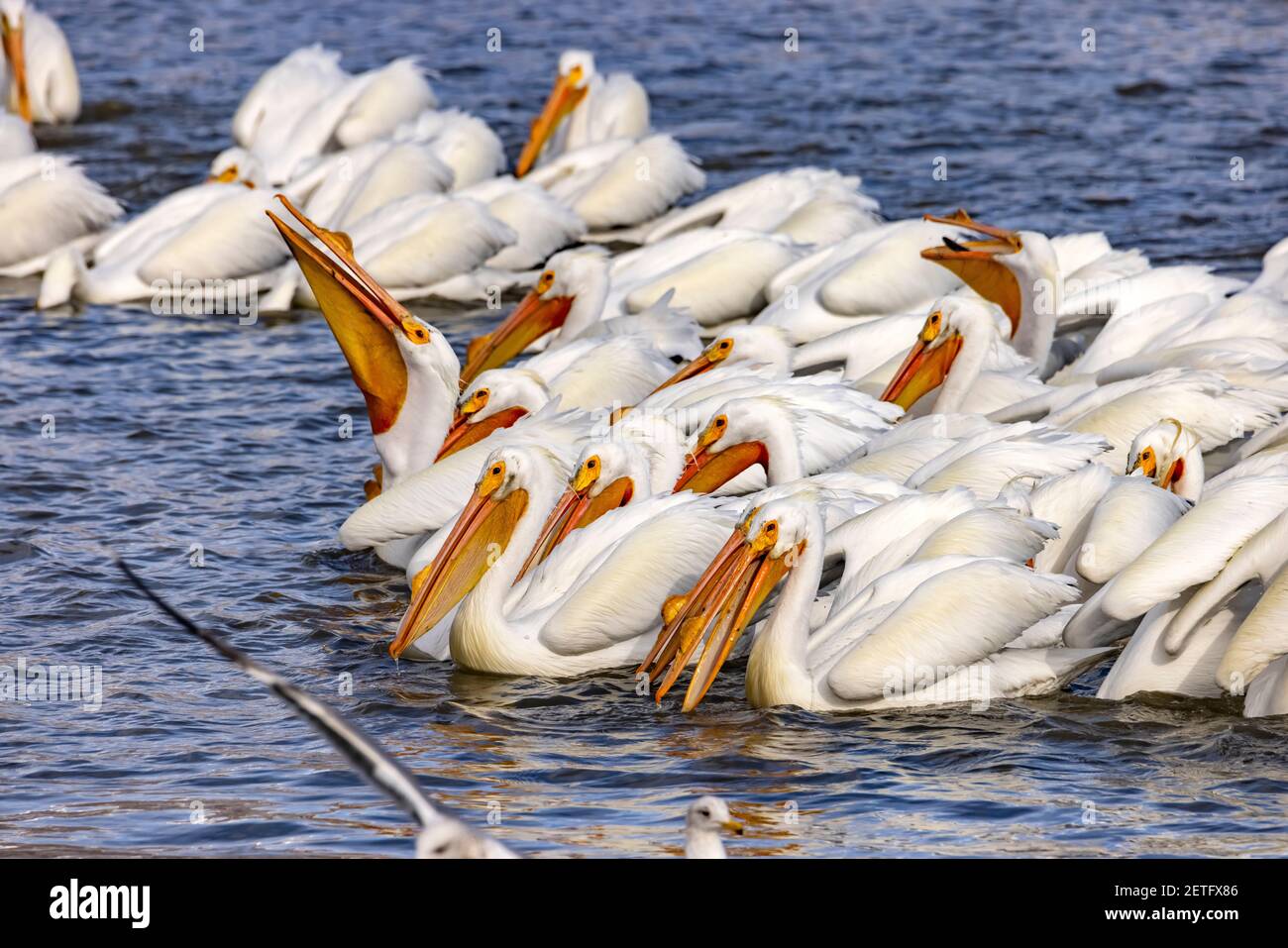 Un grande gregge di pellicani bianchi americani (Pelicanus erythrorhynchos) formano una formazione di pesca a Farmington Bay Waterfowl Management Area, Utah, Stati Uniti. Foto Stock