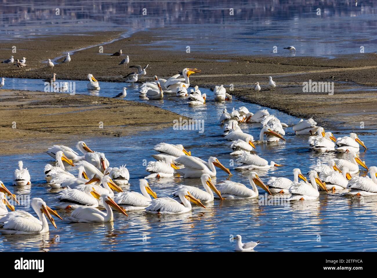 Un grande gregge di pellicani bianchi americani (Pelicanus erythrorhynchos) formano una formazione di pesca a Farmington Bay Waterfowl Management Area, Utah, Stati Uniti. Foto Stock