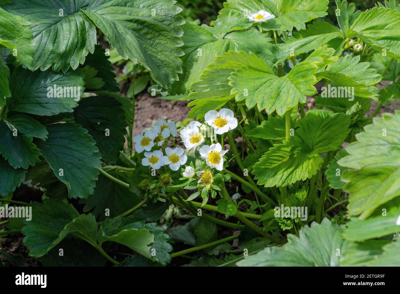 Bush Fragaria viridis primo piano. Fragaria viridis è fiorito sul sito Foto Stock